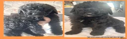 Labradoodle dogs for sale: Ready now rare silver f1bb standard labradoodles  - Advert 33