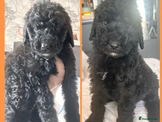 Labradoodle dogs f1bb standard labradoodles - silver & apricots - Advert 4