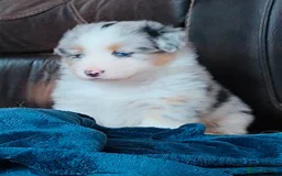 Australian Shepherd dogs for sale: merle aussie  - Image 2
