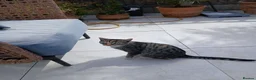 Mixed Breed cats for sale: Ziggy - Advert 5