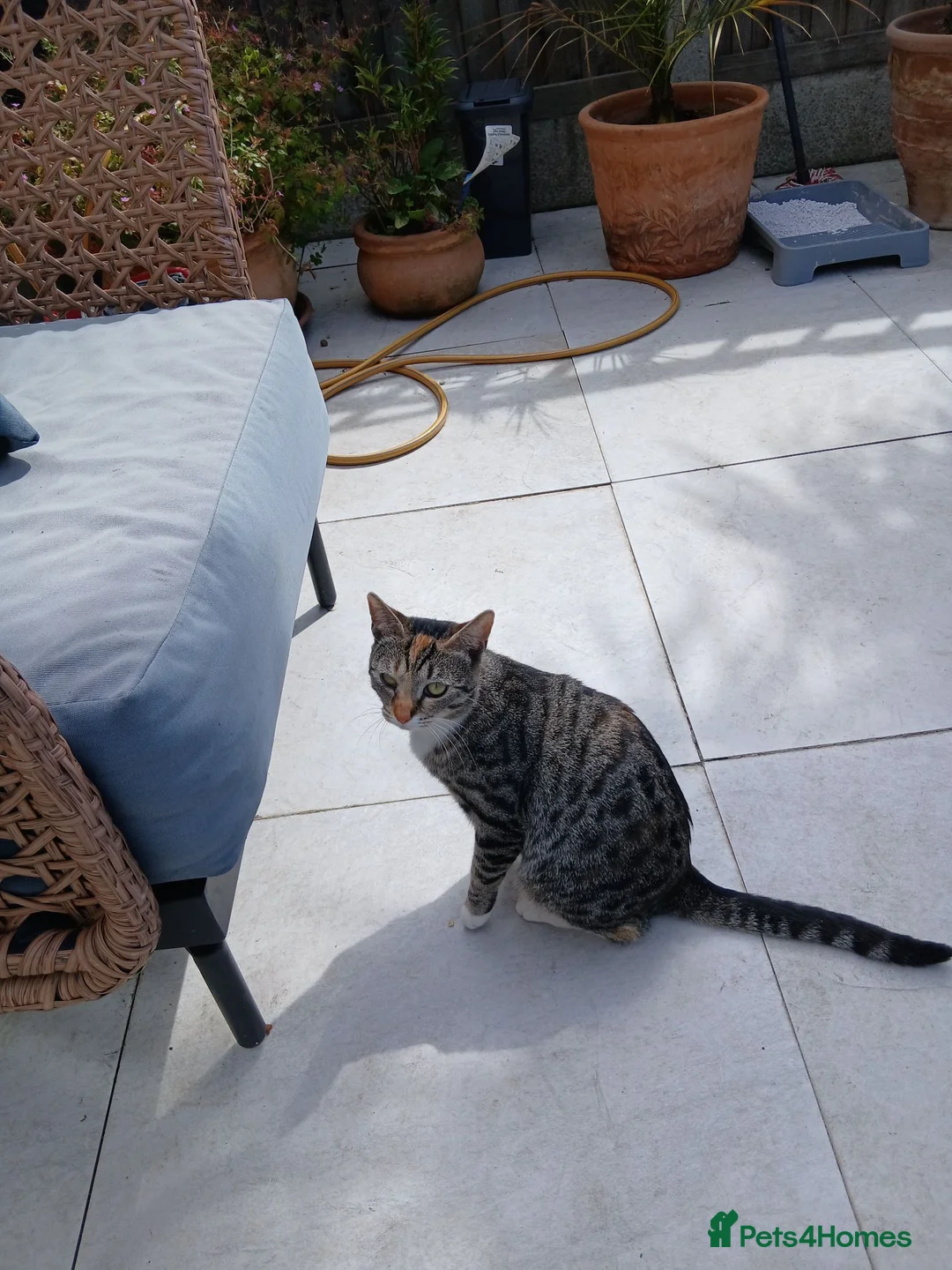 Mixed Breed cats for sale: Ziggy - Advert 5