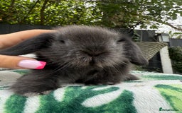 Mini Lion Lop rabbits for sale: Mini Lion Lop **Waiting List Now Open** - Image 10