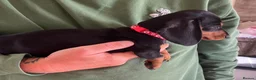 Miniature Dachshund dogs for sale: Beautiful miniature Dachunds - Advert 16