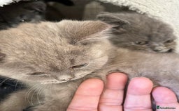 Mixed Breed cats for sale: British shorthair Lilac boy ready now - Image 10