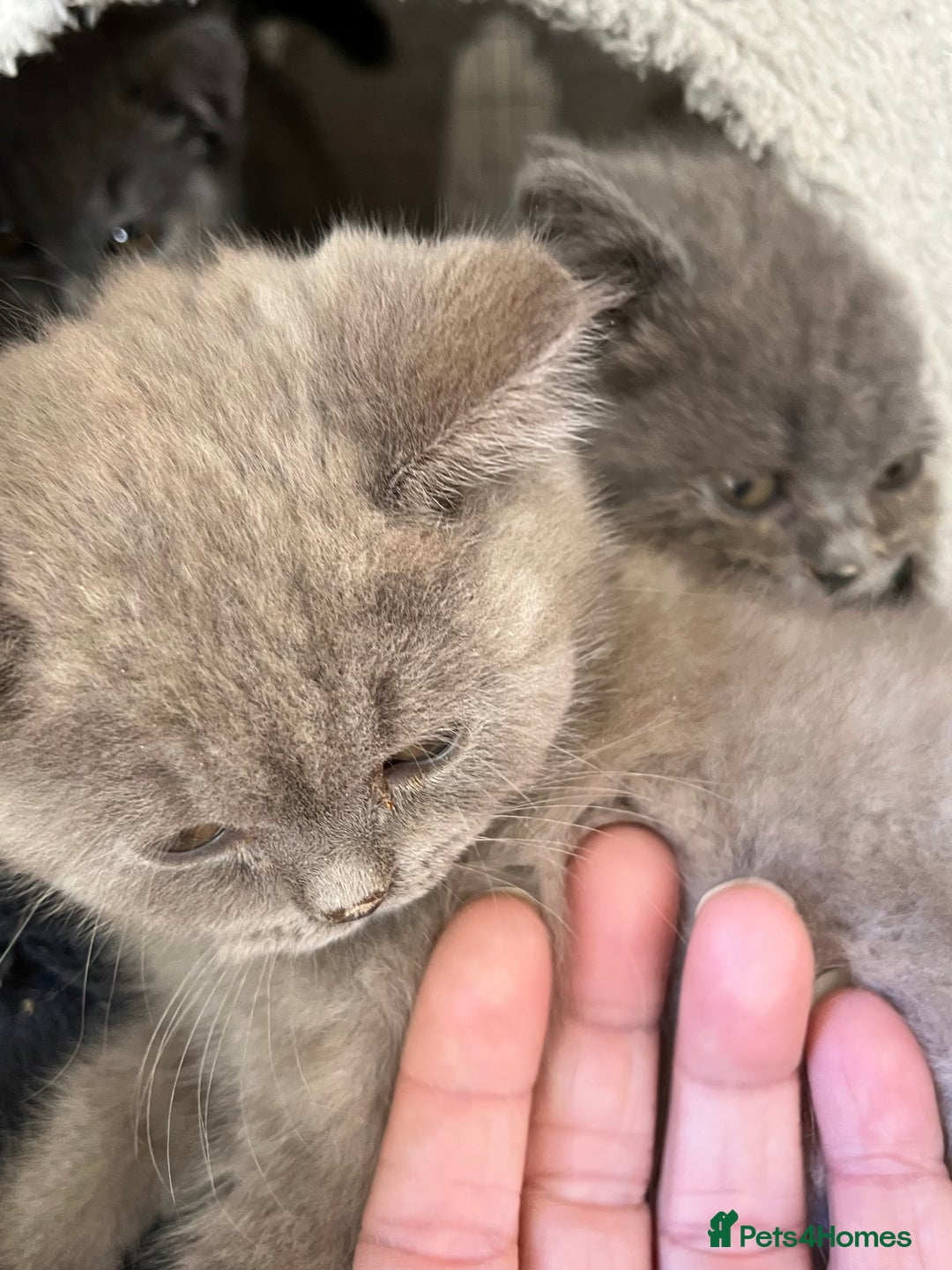 Mixed Breed cats for sale: British shorthair Lilac boy ready now - Image 10