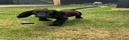 Cocker Spaniel dogs for sale: stunning male cocker spaniel - Advert 4