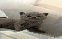 British Shorthair cats for sale: British short hair - Image 3
