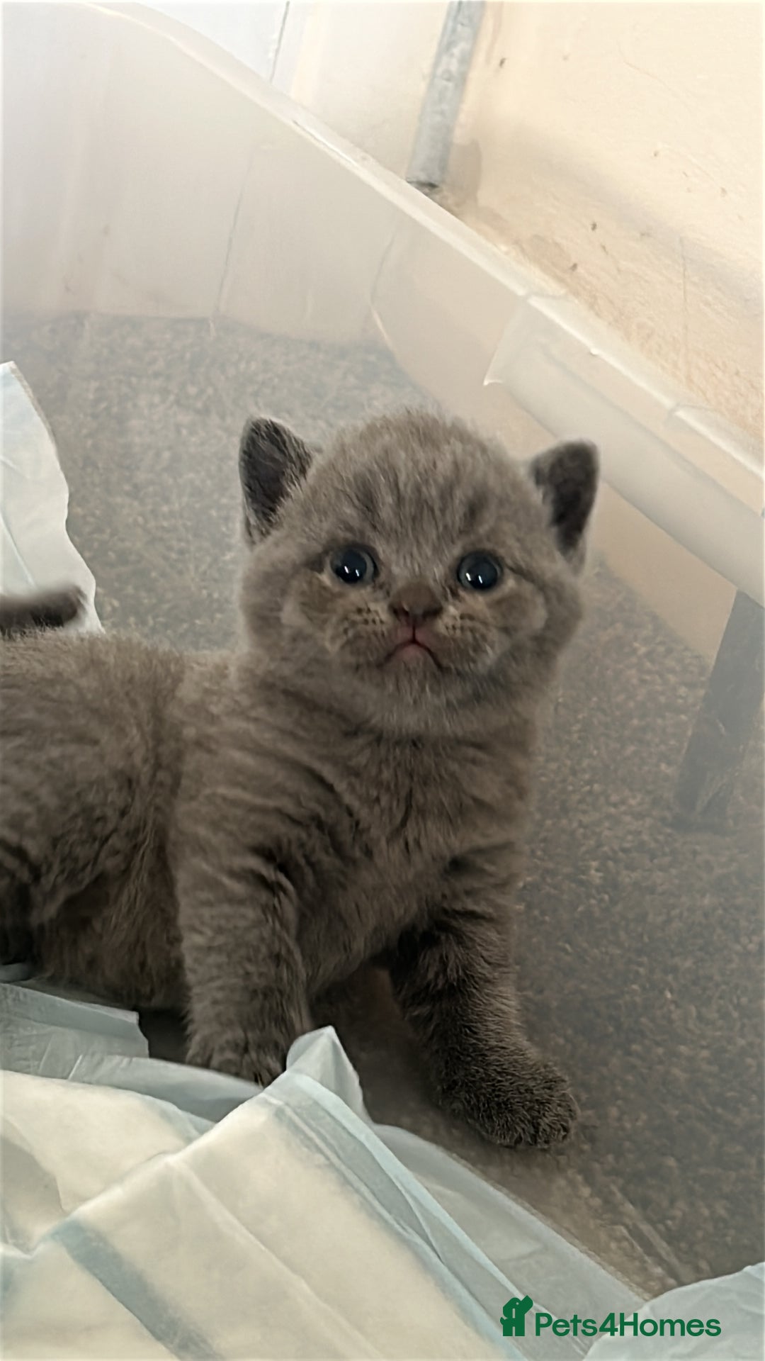 British Shorthair cats for sale: British short hair - Image 3
