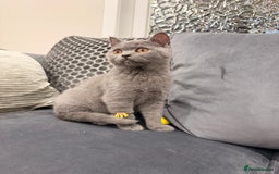 British Shorthair cats for sale: British Shorthair kittens and Mum for sale - Image 10
