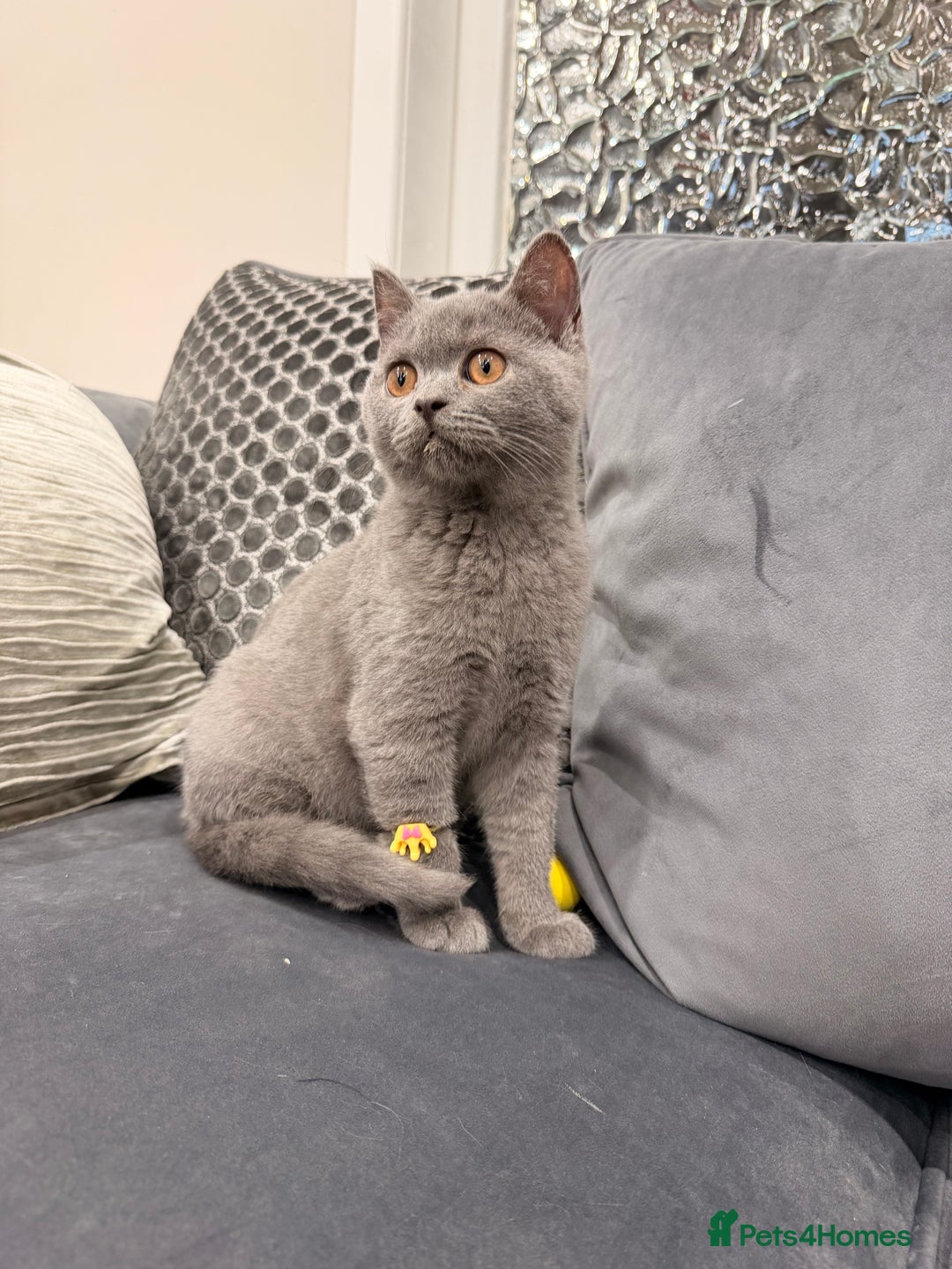 British Shorthair cats for sale: British Shorthair kittens and Mum for sale - Image 10