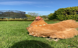 Chickens poultry for sale: Orpington chickens  - Image 1