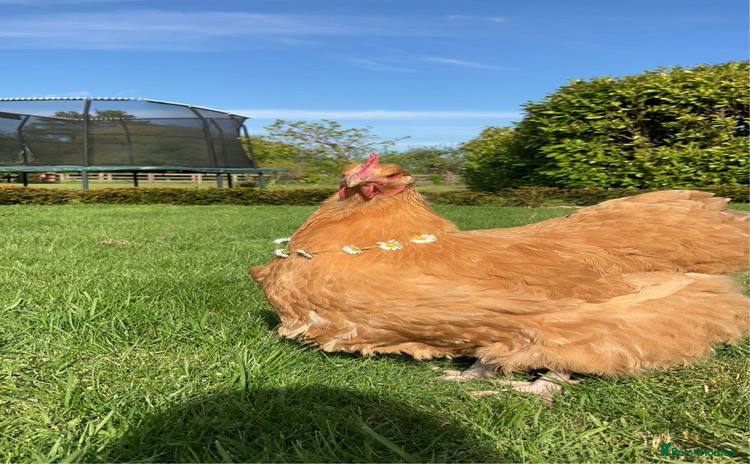 Chickens poultry - Advert 3