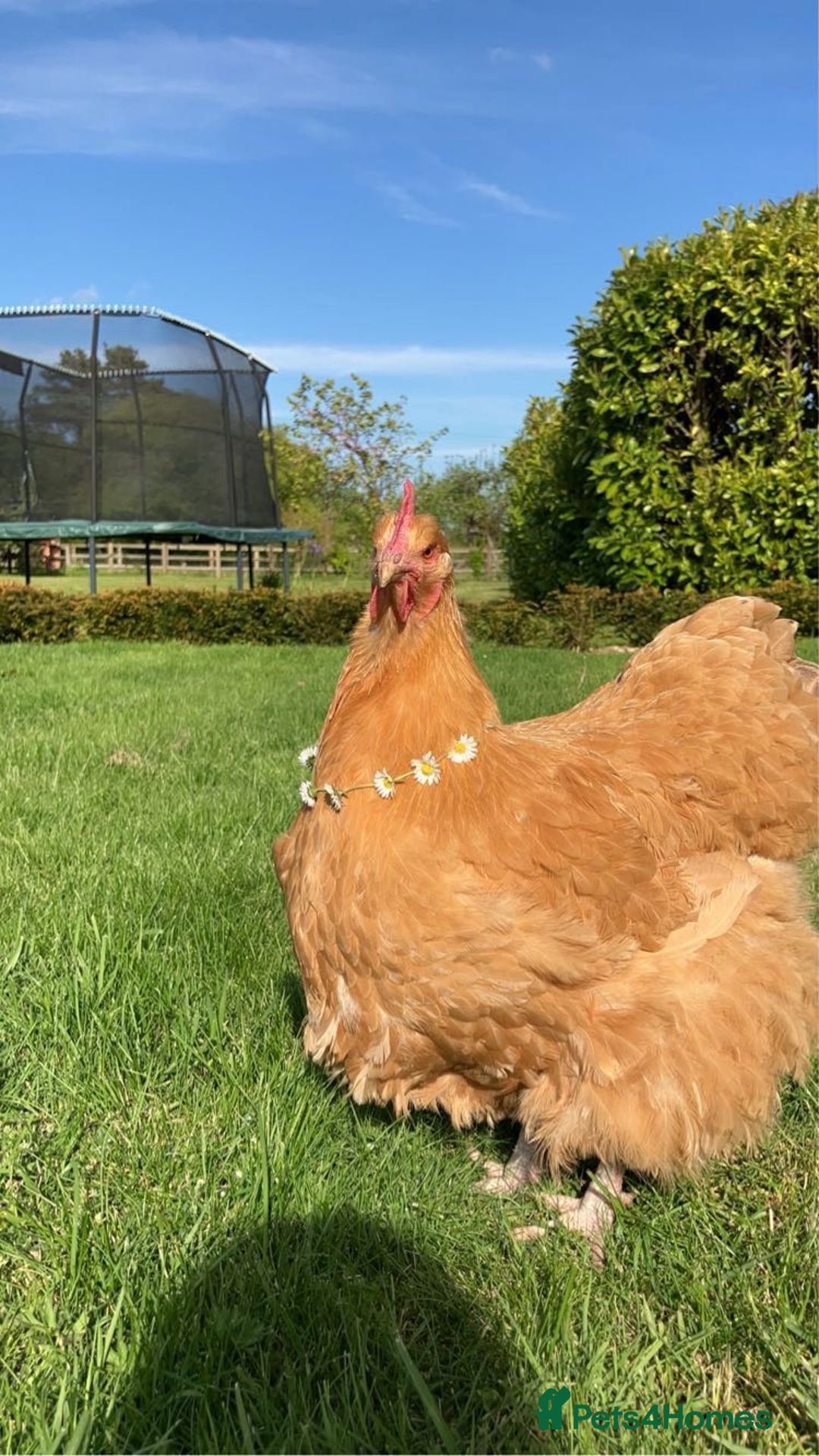 Chickens poultry for sale: Orpington chickens  - Image 1