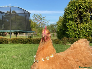 Chickens poultry - Advert 9
