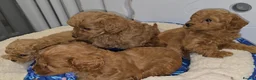 Cavapoo dogs for sale: 🐾 Beautiful Ruby Red F2B Toy Cavapoo Puppies 🐾 - Advert 12