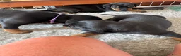 Dobermann dogs for sale: 3 chunky Dobermans puppies  - Advert 11