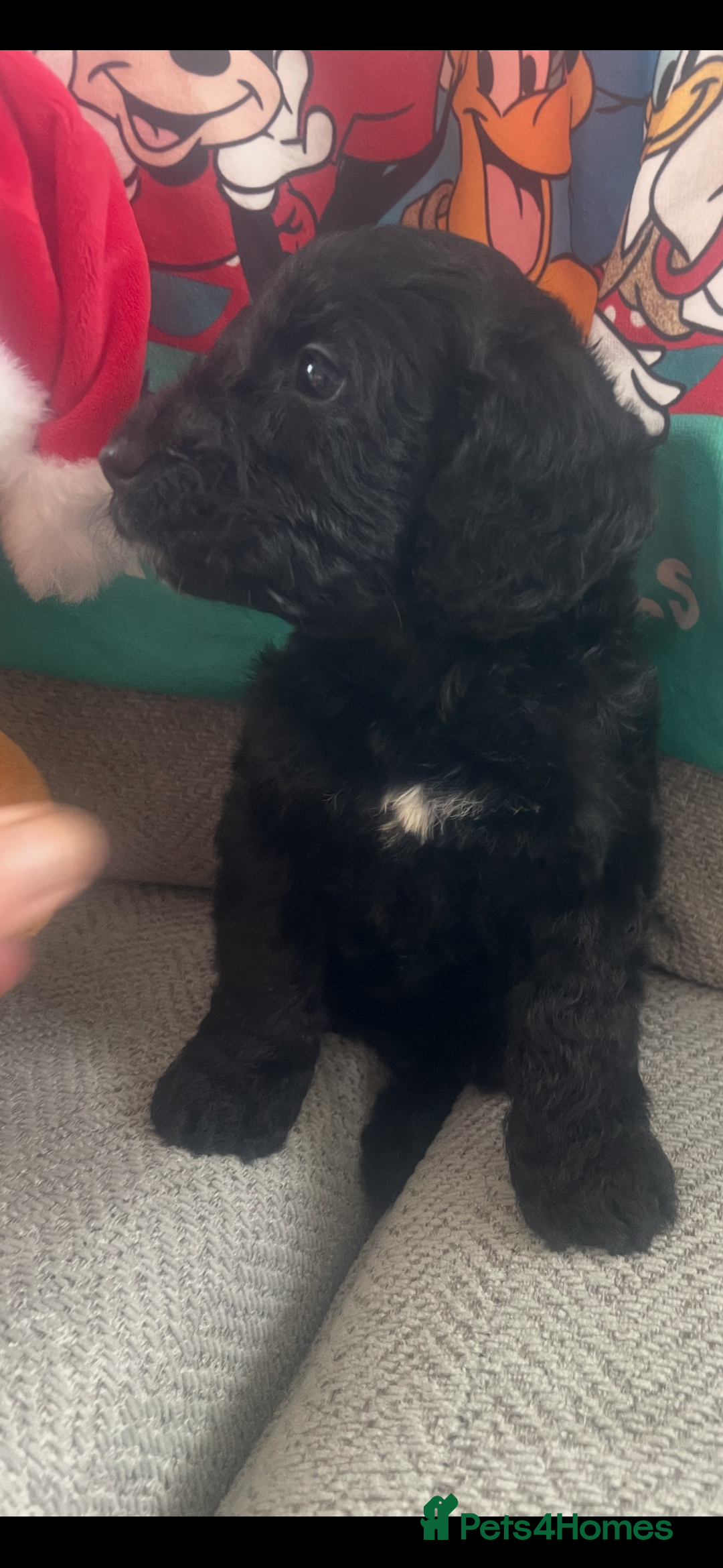 Cockapoo dogs for sale: 7 puppies for sale  - Advert 5