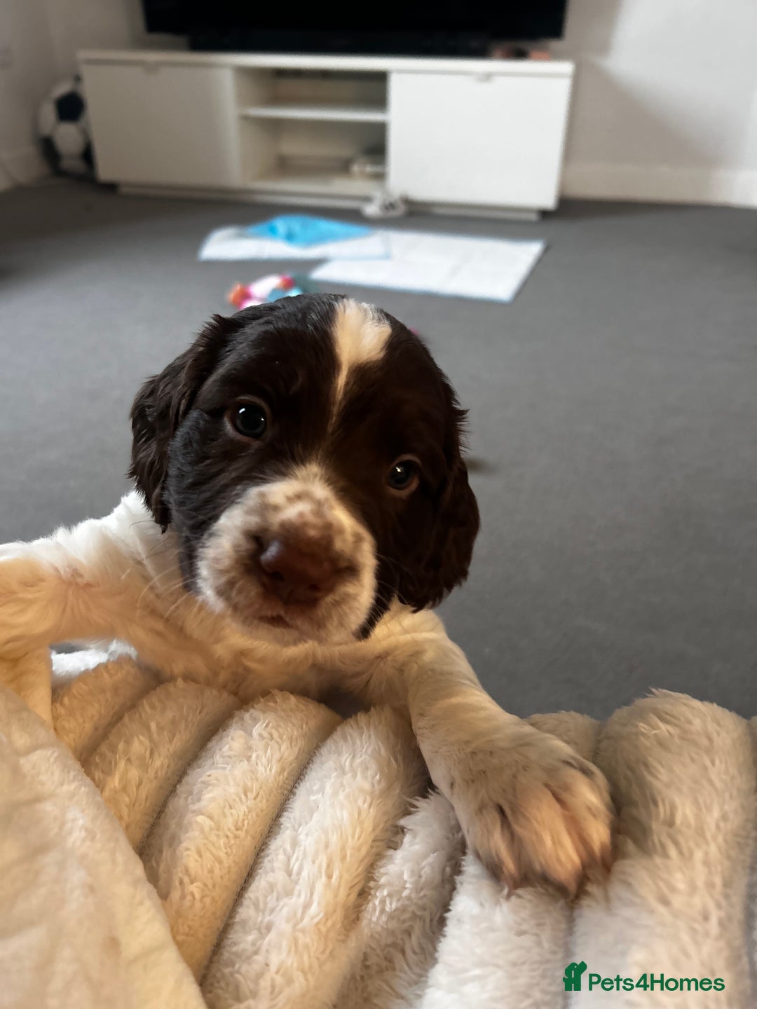 Sprocker dogs for sale: 2 male sprocker spaniels  - Advert 5