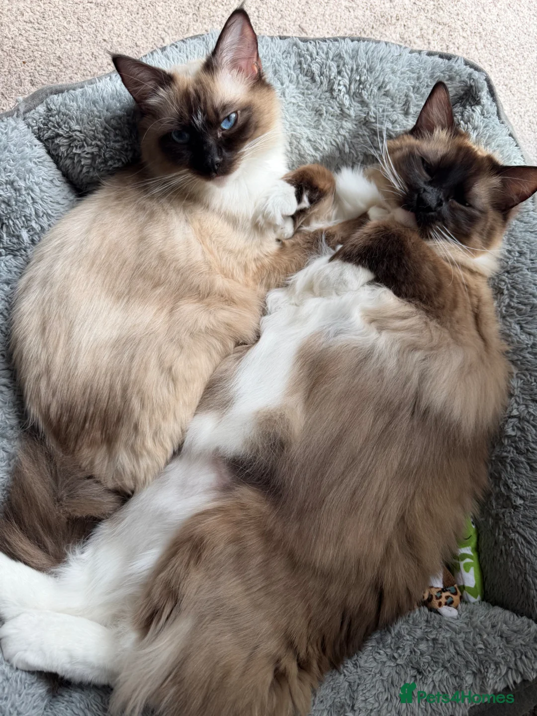 Ragdoll cats for sale: 1 year old ragdoll siblings  in Runcorn - Advert 2
