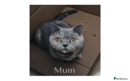 British Shorthair cats for sale: British Shorthair Kittens Lilac, Lilac Cream GCCF  - Image 11
