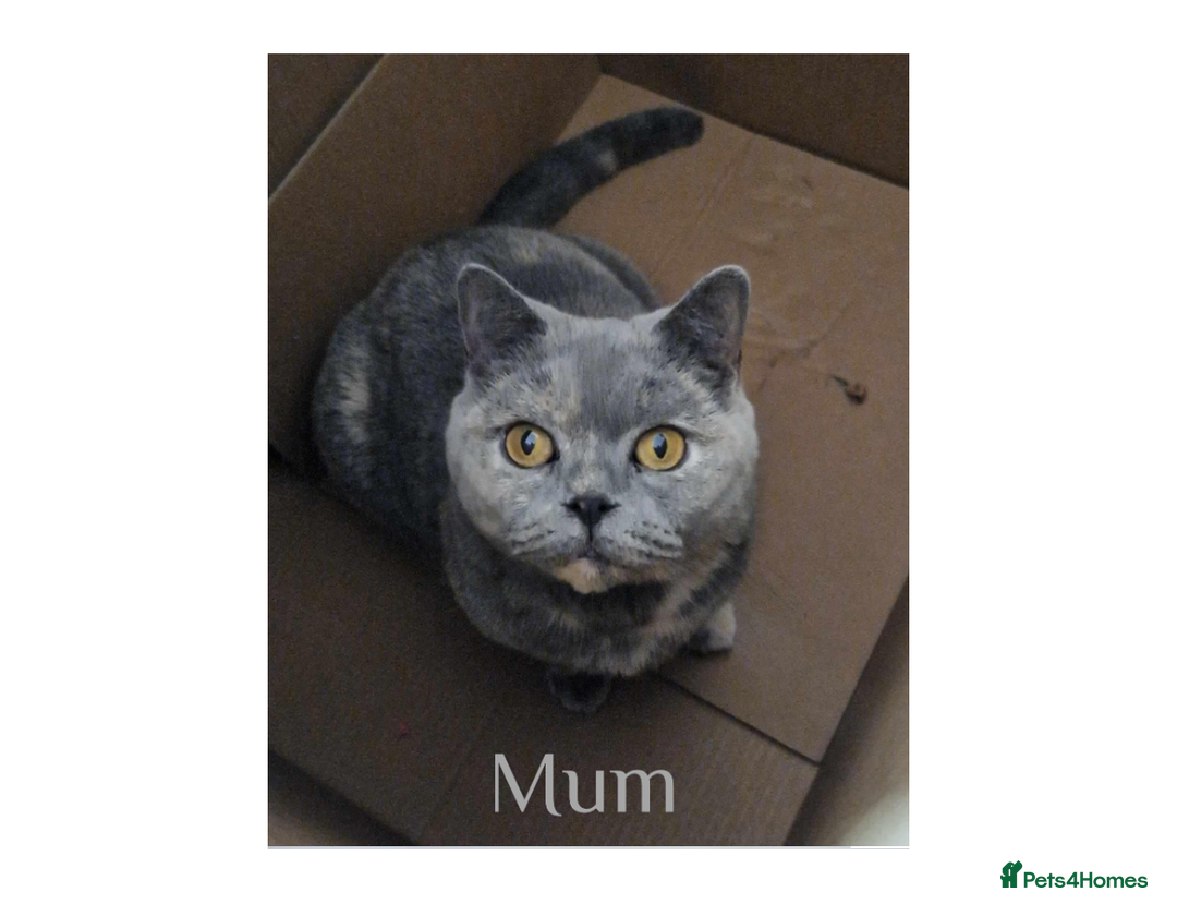 British Shorthair cats for sale: British Shorthair Kittens Lilac, Lilac Cream GCCF  - Image 11