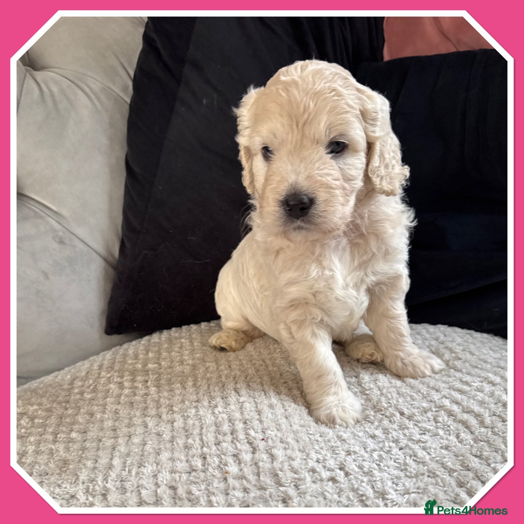 Mini Goldendoodle dogs for sale: Beautiful Family Raised F1 Mini Golden-doodles  - Image 7
