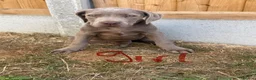 Cane Corso dogs for sale: Cane coral puppy’s ready now  - Advert 9