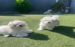 Maltipoo dogs for sale: Maltichon Puppy Looking for His Forever Home - Image 1