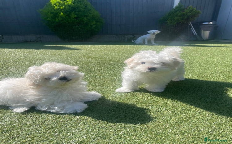 Maltipoo dogs - Advert 1
