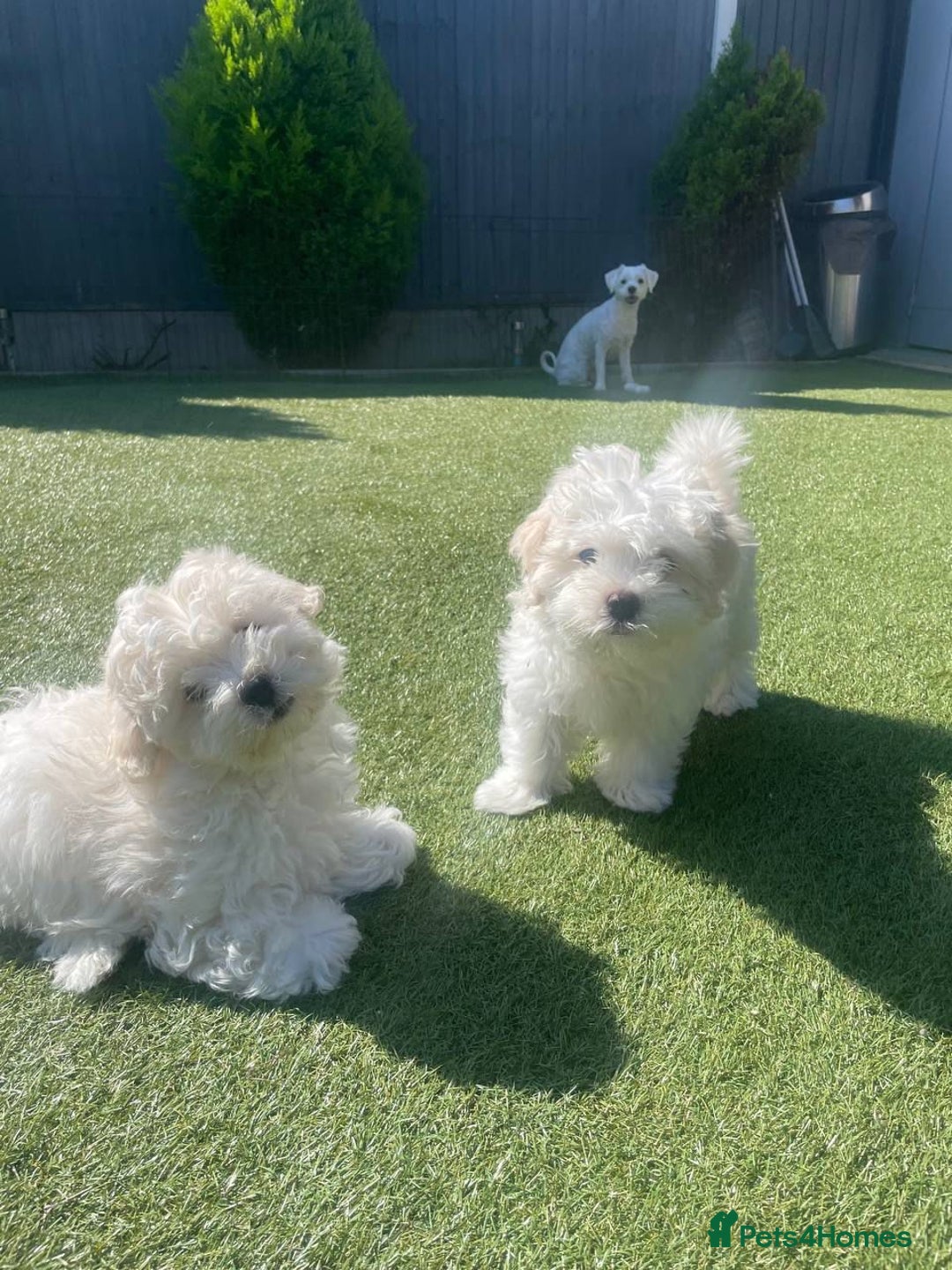 Maltipoo dogs for sale: Maltichon Puppy Looking for His Forever Home - Image 1