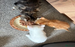 Domestic Shorthair cats for sale: kittens for sale - Image 1