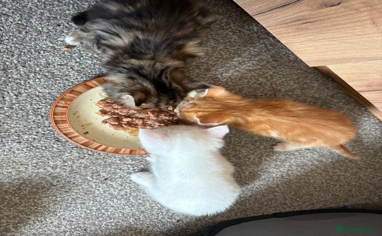 Domestic Shorthair cats - Advert 2