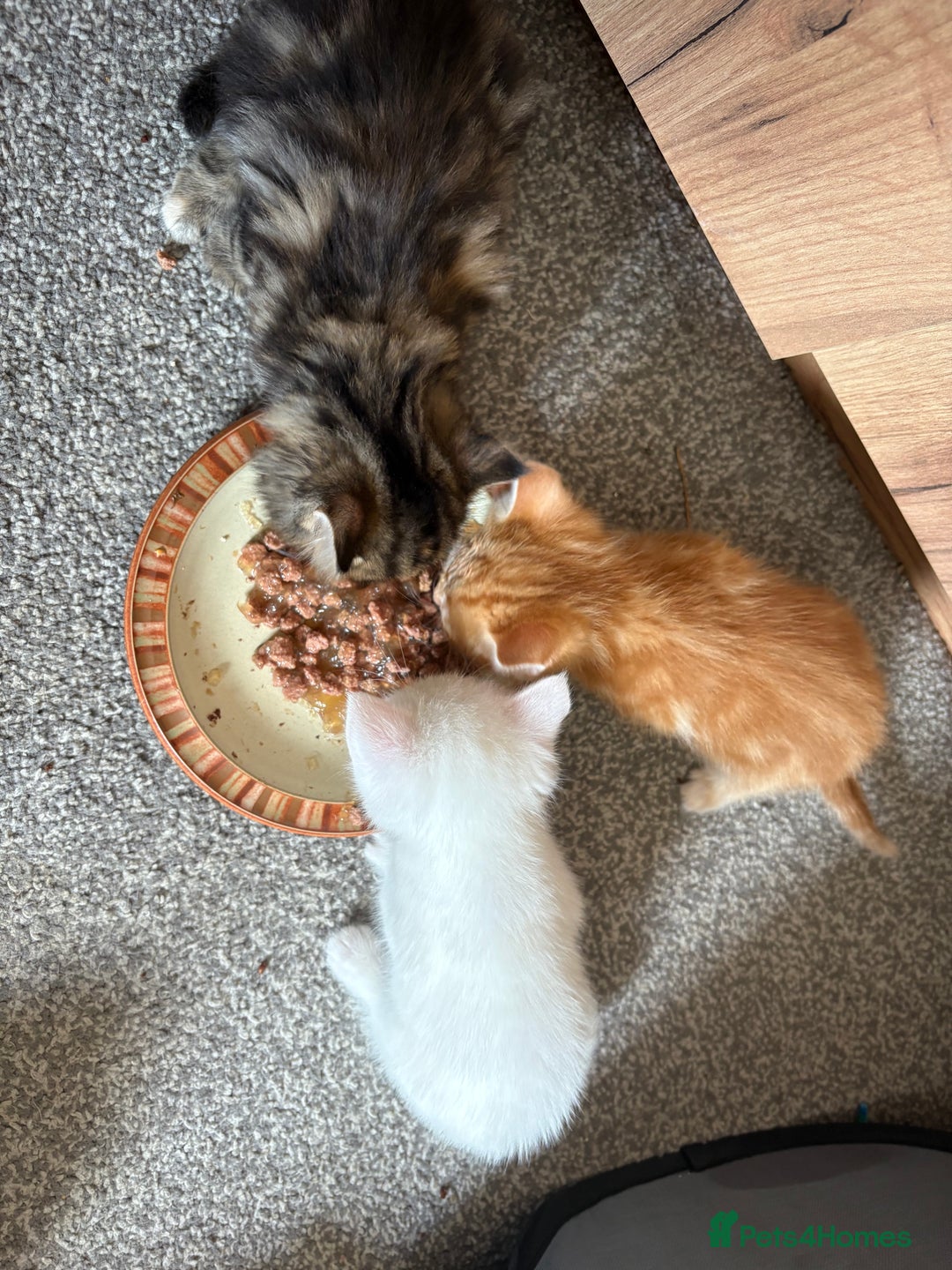 Domestic Shorthair cats for sale: kittens for sale - Image 1
