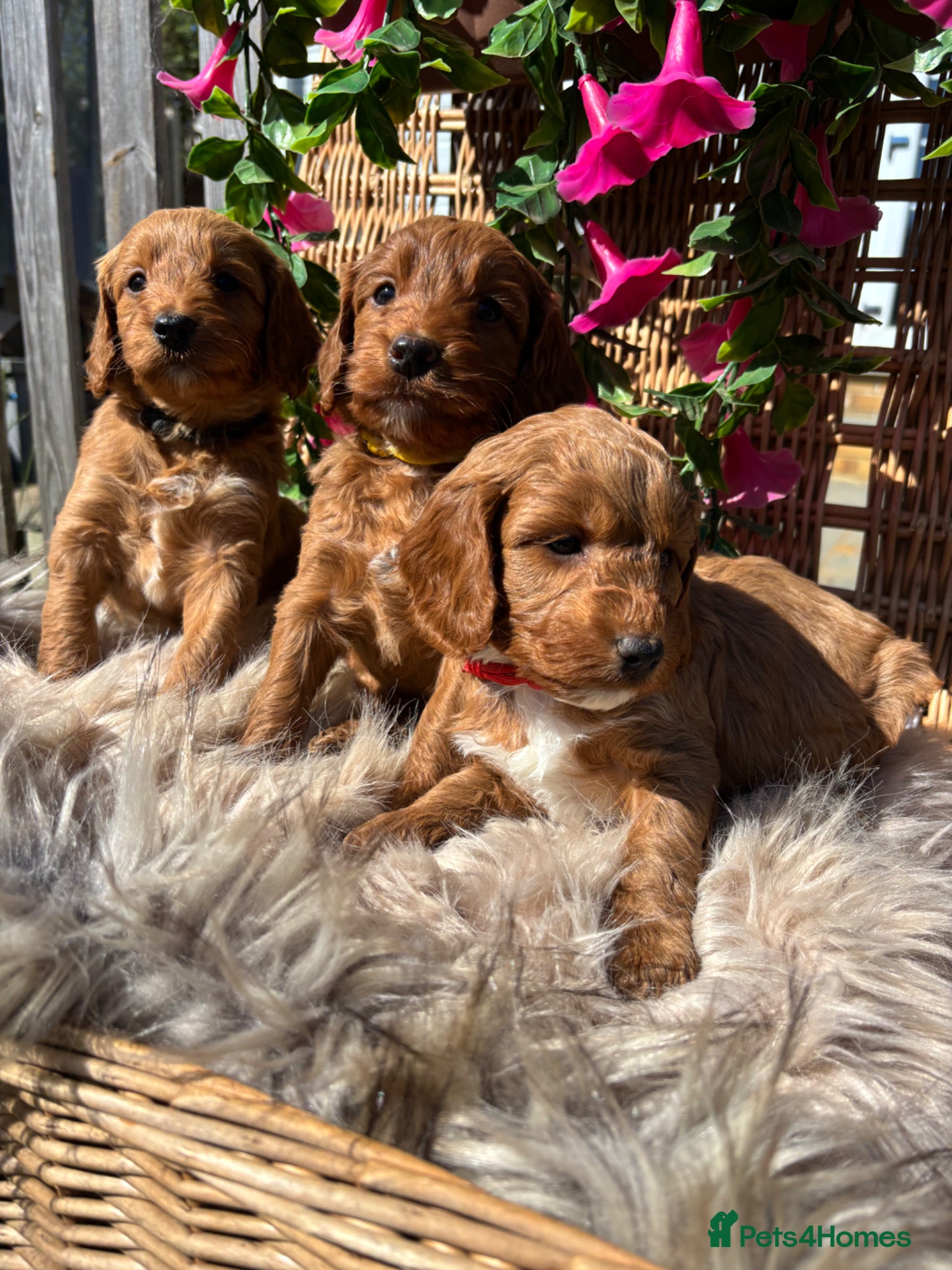 Cockapoo dogs *Hereditary clear Cockapoo Puppies 💜🐶* - Advert 1