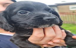 Cocker Spaniel dogs for sale: Gorgeous Cocker Pups - Image 23