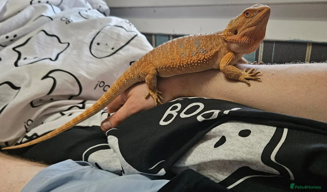Bearded Dragon reptiles for sale: 2 bearded dragons for sale  in Johnstone - Advert 4