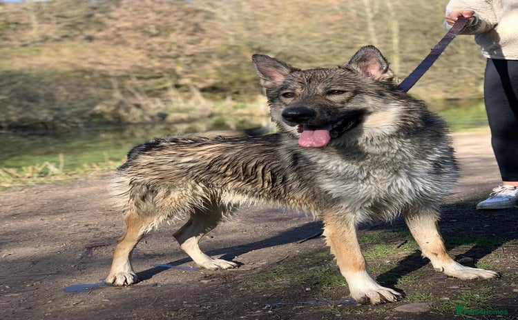 Saarloos Wolfdog dogs - Advert 1