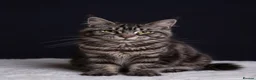 Maine Coon cats for sale: 🖤 TICA Registered Black Smoke Maine Coon Kittens  - Advert 11