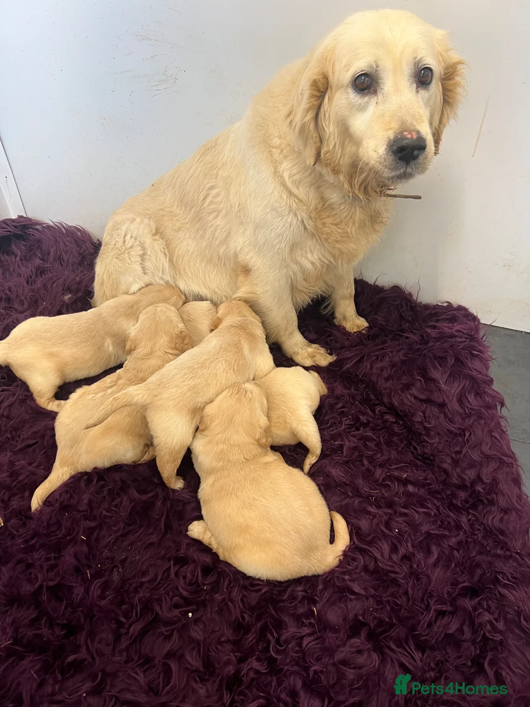 Golden Retriever dogs for sale: Golden Retriever pups in Doncaster - Advert 7
