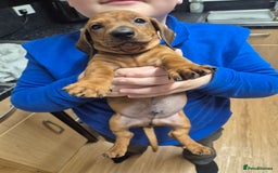 Dachshund dogs for sale: Dachshund puppies - Advert 2