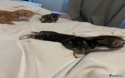 Mixed Breed cats for sale: 3 beautiful fluffy kittins  - Image 8