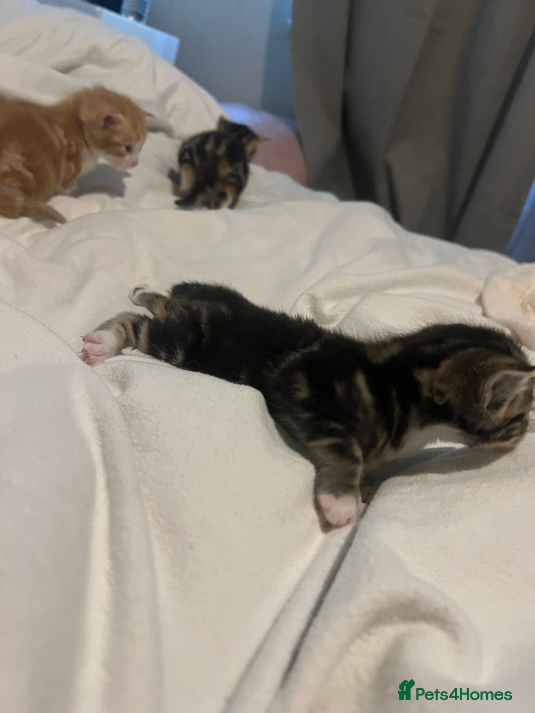 Mixed Breed cats for sale: 3 beautiful fluffy kittins  - Image 8