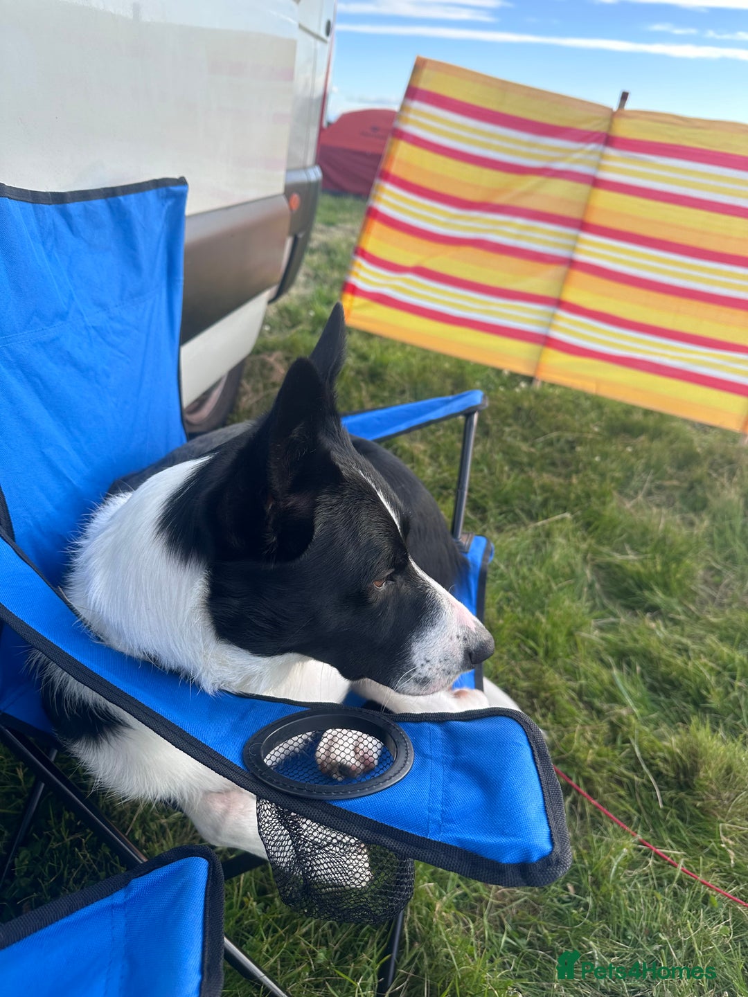 Border Collie dogs for sale: 3 Year old Border Collie  - Image 2
