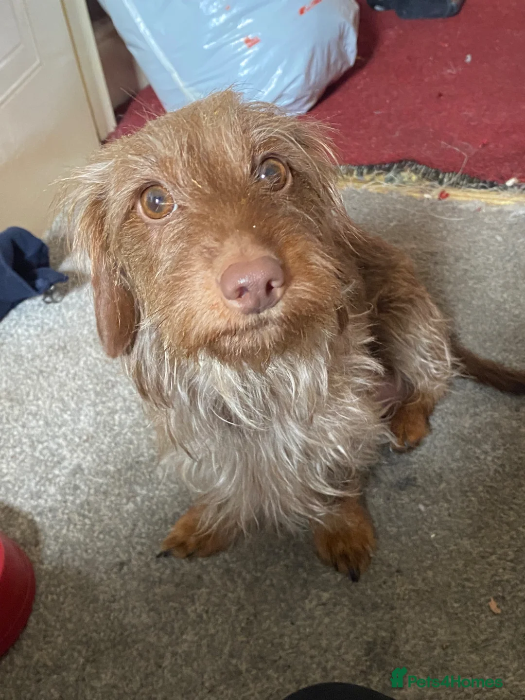 Mixed Breed dogs for sale: Jackshund puppies  - Advert 7