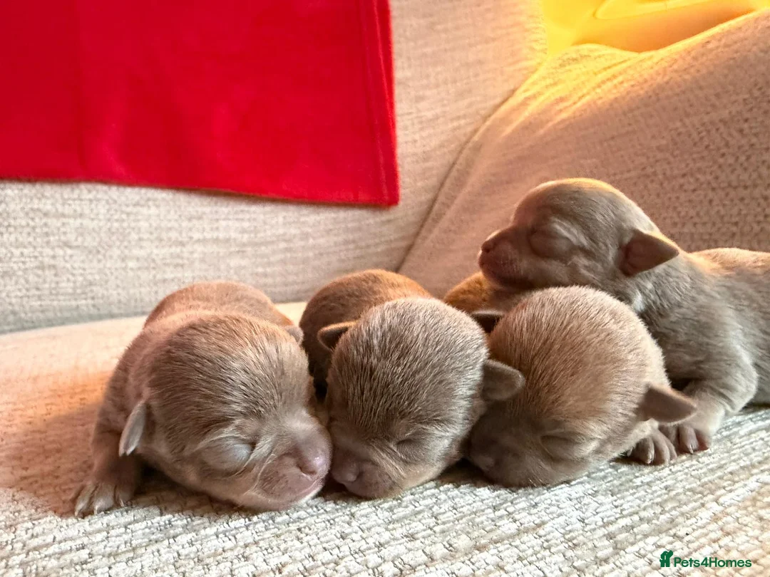 Chihuahua dogs for sale: Rare blue lilac miniature chihuahua  - Advert 8