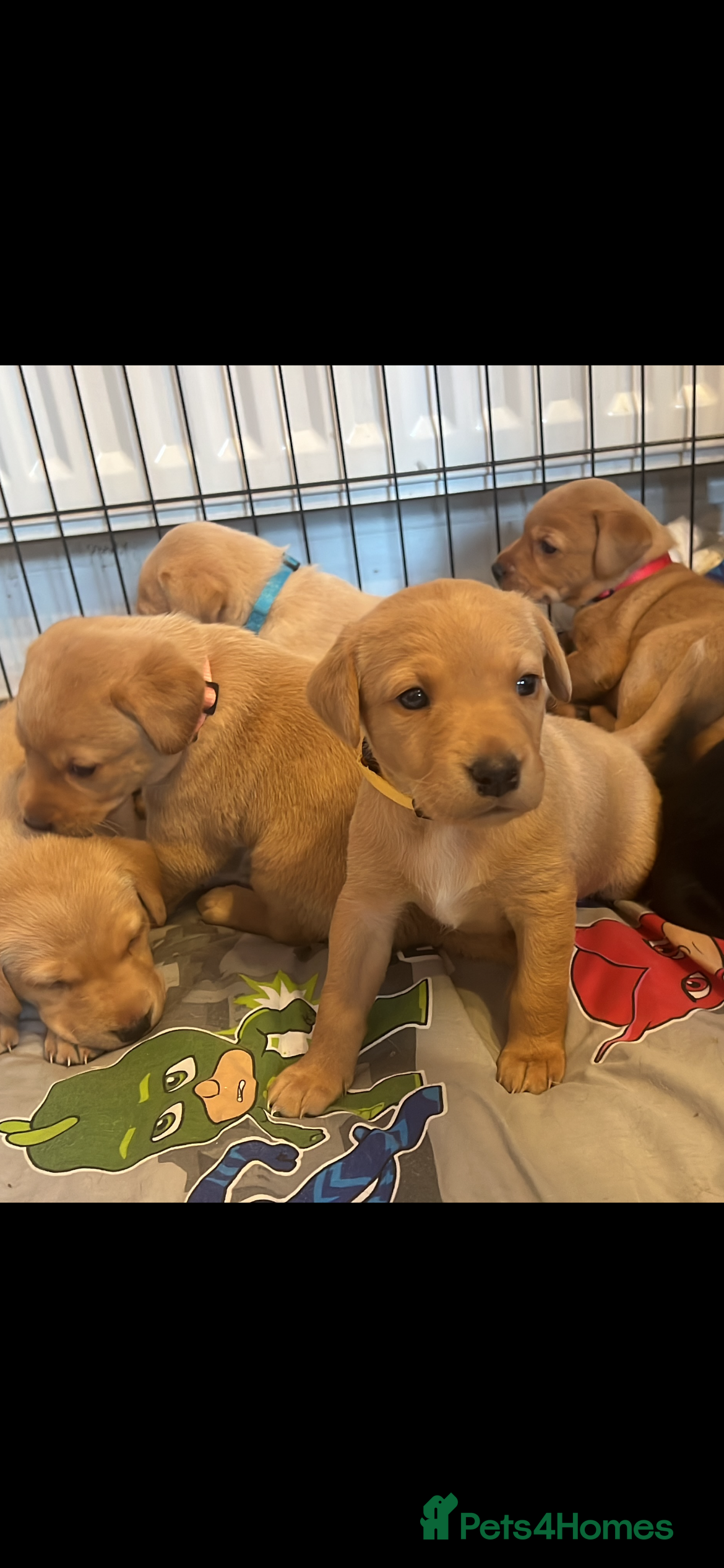 Labrador Retriever dogs Pedigree Kc registered Labrador Puppies - Advert 1