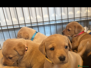 Labrador Retriever dogs Pedigree Kc registered Labrador Puppies - Advert 2