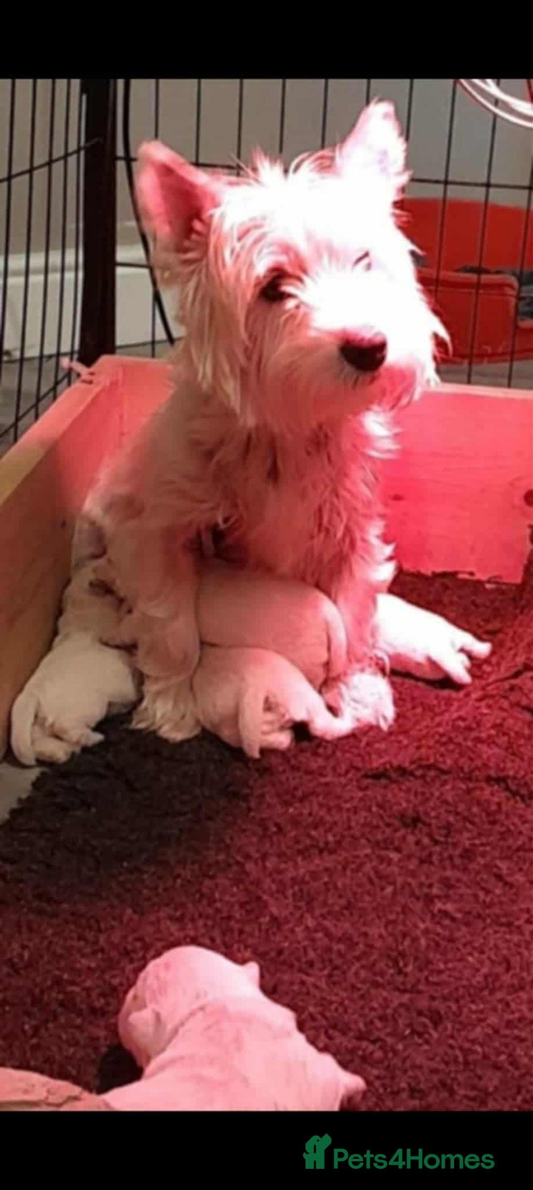 West Highland Terrier dogs for sale: West Highland Terrier Puppies - Advert 8