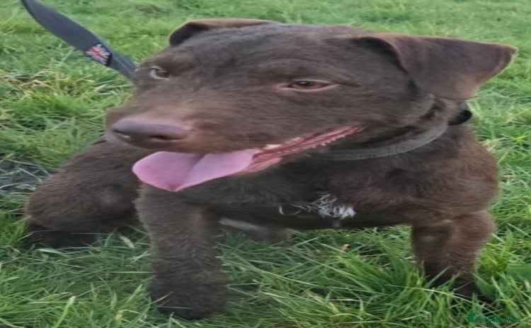 Patterdale Terrier dogs - Advert 2
