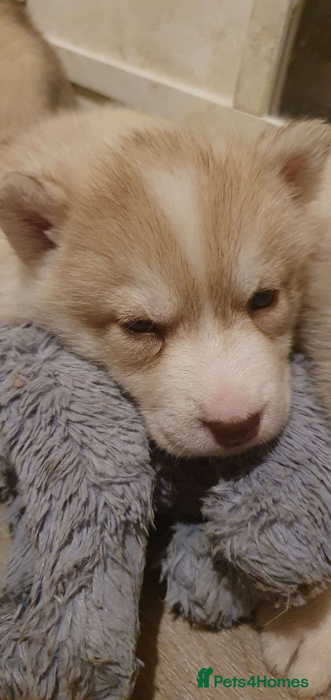 Siberian Husky dogs for sale:  KC REGISTERED PUPS:  5* on pets4homes - Advert 20